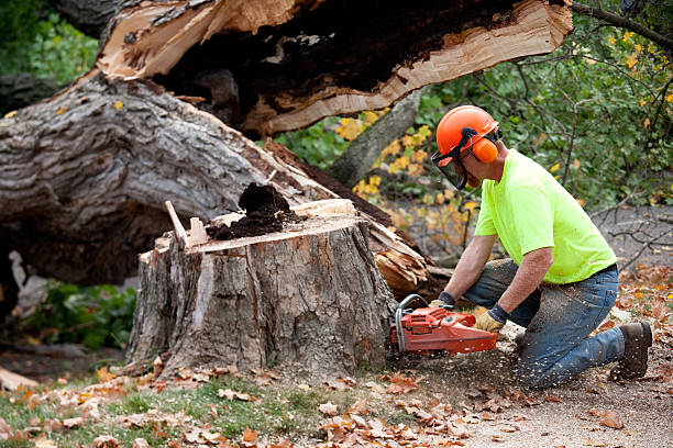 Professional  Tree Services in Stanton, KY